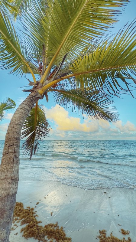 椰树海滩白浪蓝空自然风景手机壁纸
