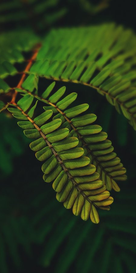 蕨类植物叶片特写翠绿自然风景手机壁纸
