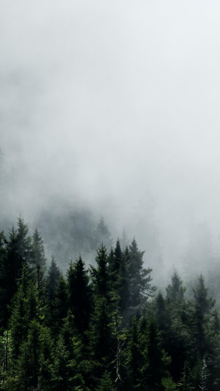 云雾缭绕松林幽深青灰风景手机壁纸