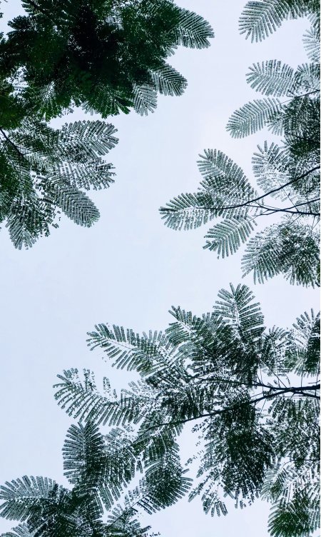 绿叶繁茂仰望天空蓝白自然风景手机壁纸
