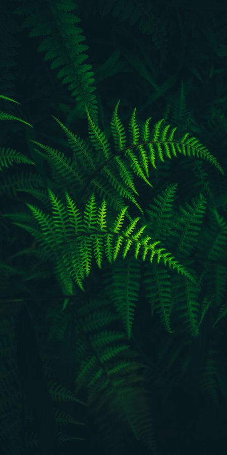 蕨类植物幽绿森林静物特写手机壁纸