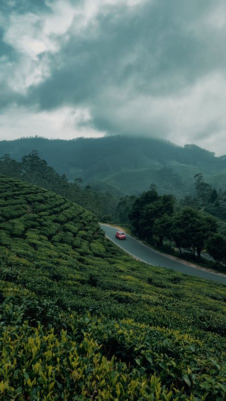 茶园山路红车穿行青绿风景手机壁纸
