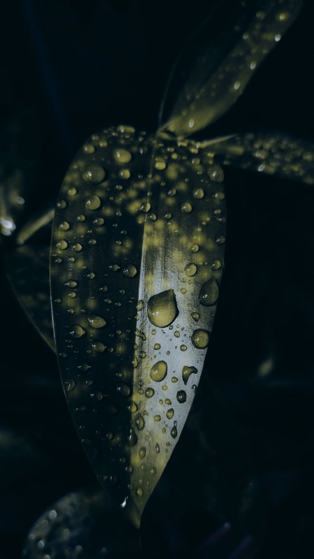 水滴叶面微光闪烁暗绿植物特写手机壁纸