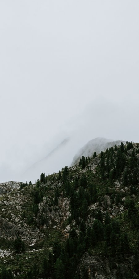 云雾缭绕山峰松林灰绿风景手机壁纸