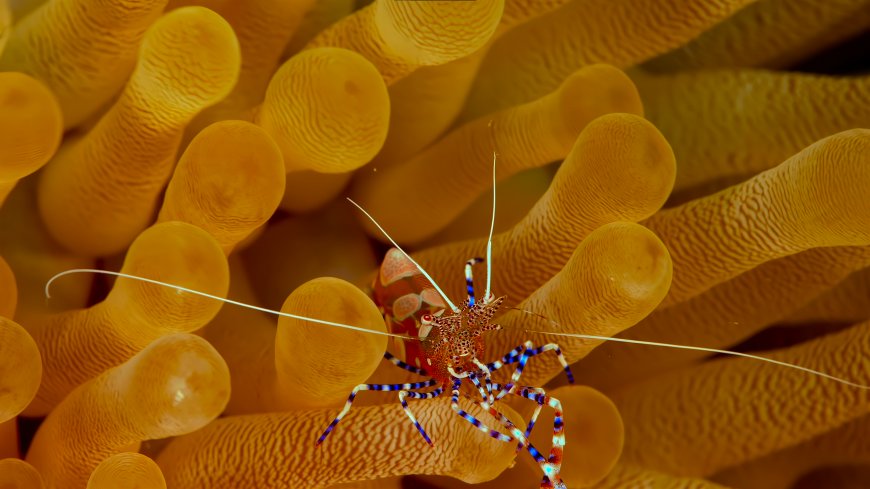 海葵虾蓝白条纹橙黄海洋生物动物电脑壁纸