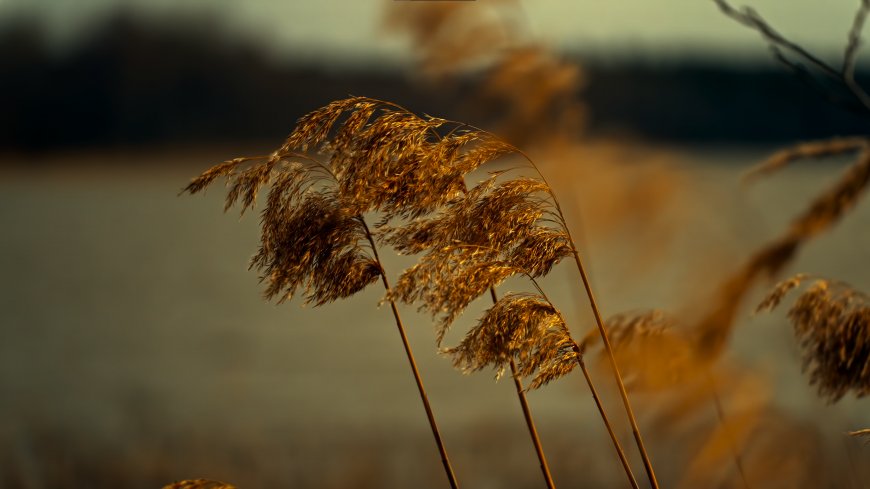 芦苇随风摇曳暖金自然风景电脑壁纸