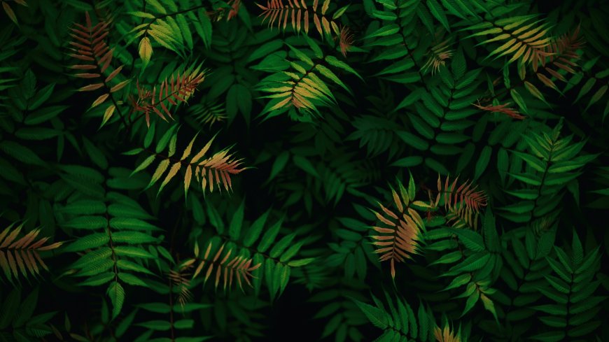绿叶丛中橙黄新芽暗绿花卉植物电脑壁纸