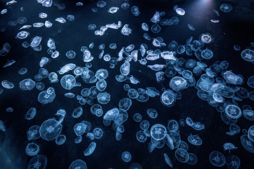 水母群游深海蓝光自然风景电脑壁纸