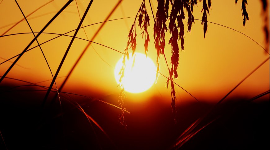 夕阳余晖芦苇剪影暖橙自然风景电脑壁纸
