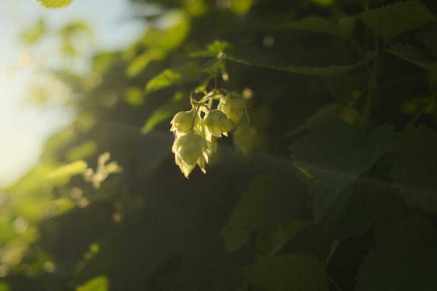 啤酒花枝叶逆光透亮绿意花卉植物电脑壁纸