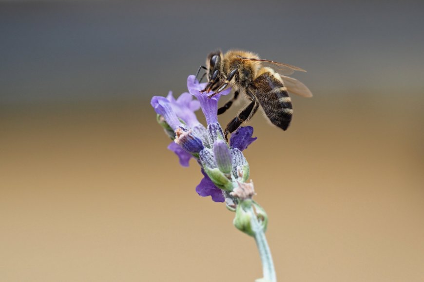 蜜蜂采蜜紫色薰衣草昆虫微观特写动物电脑壁纸