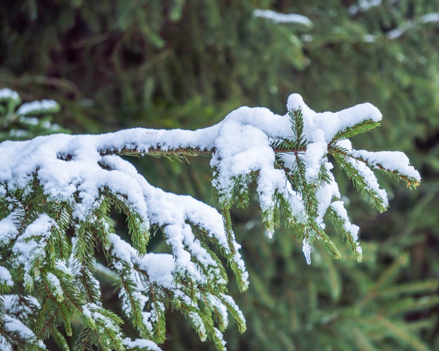 雪覆松枝晶莹绿白高清风景电脑壁纸