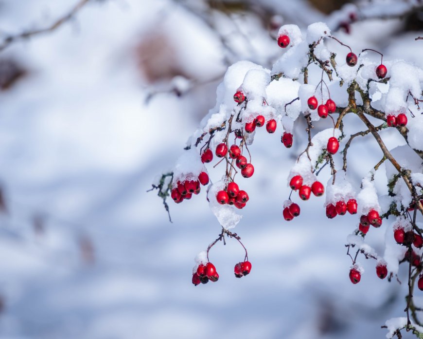 红果覆雪枝头冬景蓝白风景电脑壁纸