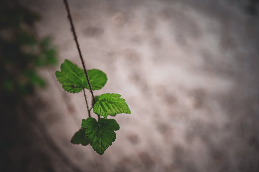 嫩绿叶片细茎特写灰褐背景花卉植物电脑壁纸
