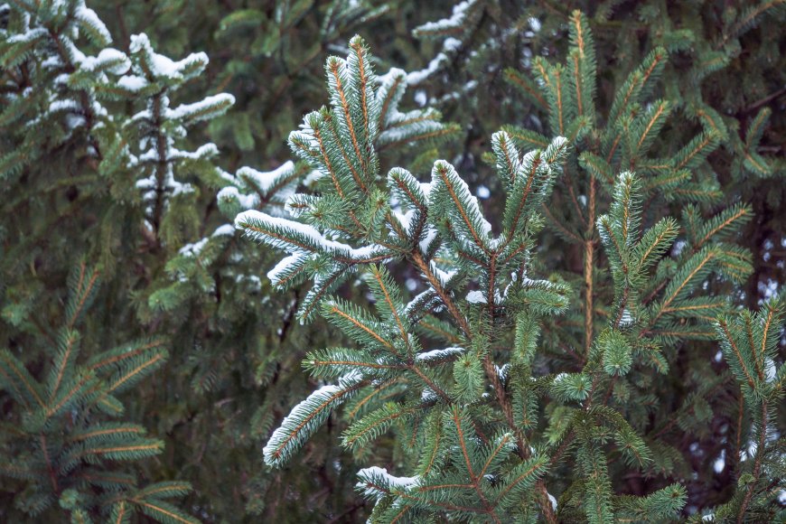 雪覆松枝青翠冷调冬天雪景花卉植物电脑壁纸