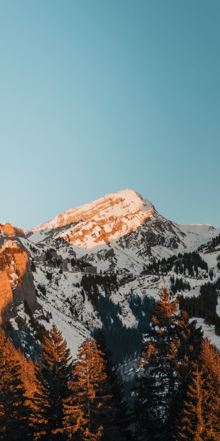 雪山金顶松林映照蓝白风景手机壁纸