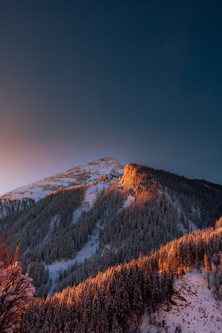 雪山日出金辉洒林蓝紫风景手机壁纸