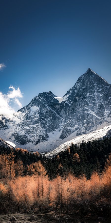 雪山巍峨金林映衬蓝白风景手机壁纸
