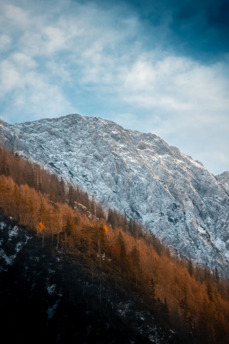 雪山巍峨秋林金黄蓝白风景手机壁纸