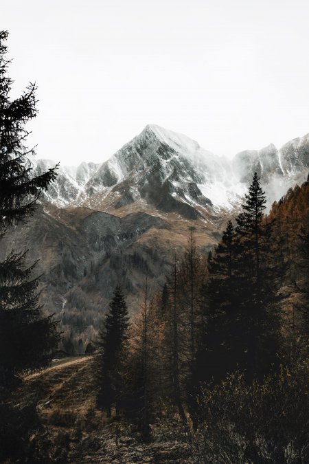 雪山巍峨松林掩映灰白风景手机壁纸