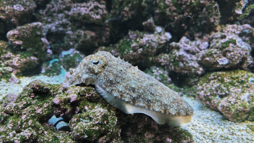乌贼栖息珊瑚礁蓝绿海洋生物动物电脑壁纸