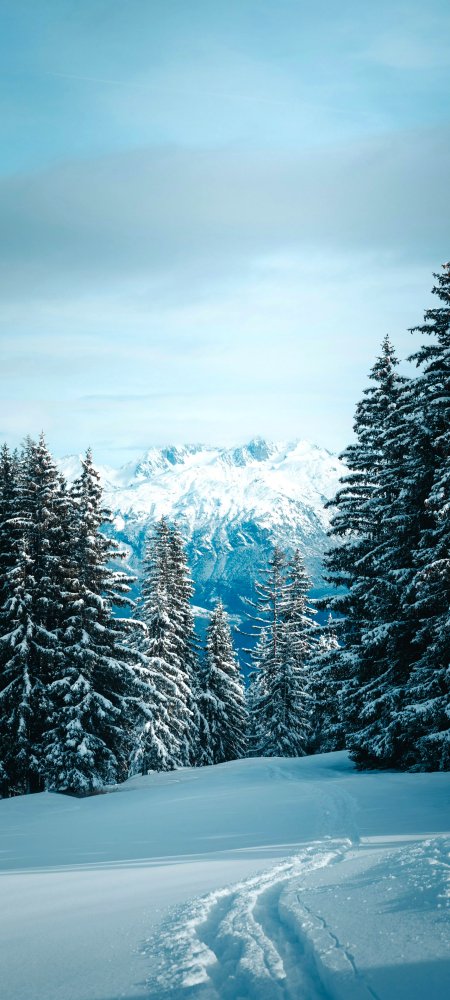 雪山松林雪径蓝白高清风景手机壁纸