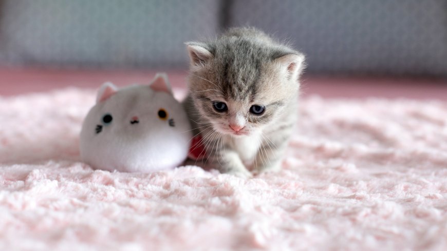 小奶猫依偎猫咪玩偶粉柔萌宠电脑壁纸