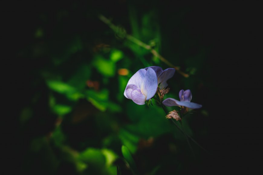 淡紫豌豆花绿影朦胧花卉植物电脑壁纸