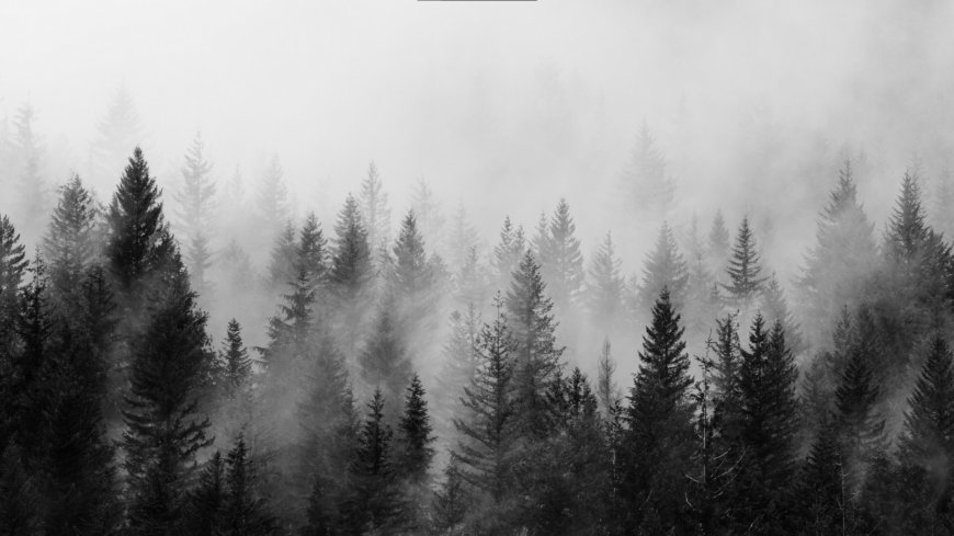 雾中松林层叠朦胧灰白自然风景电脑壁纸