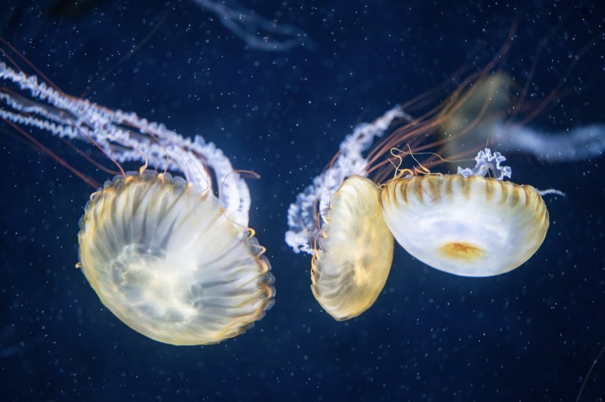 水母群游深海蓝白梦幻生物静物创意电脑壁纸
