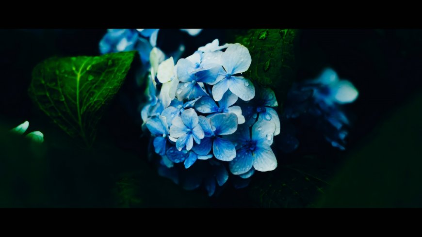 蓝色绣球花水珠晶莹深绿叶衬托蓝白花卉植物电脑壁纸