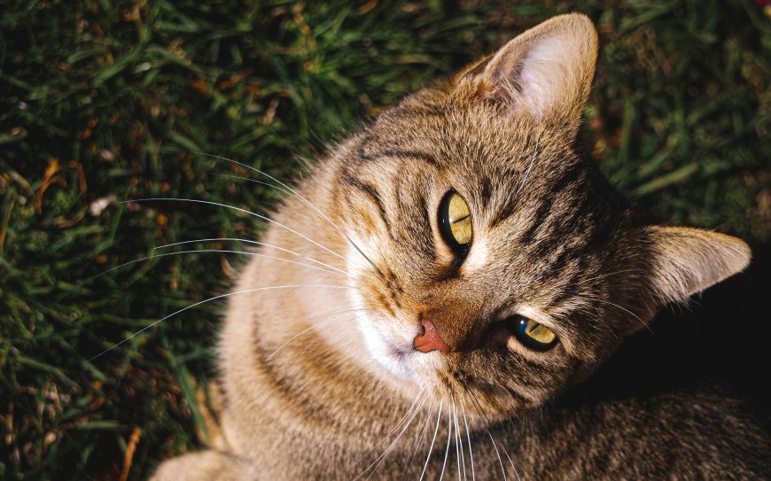 虎斑猫仰头凝视阳光绿眸萌宠动物电脑壁纸
