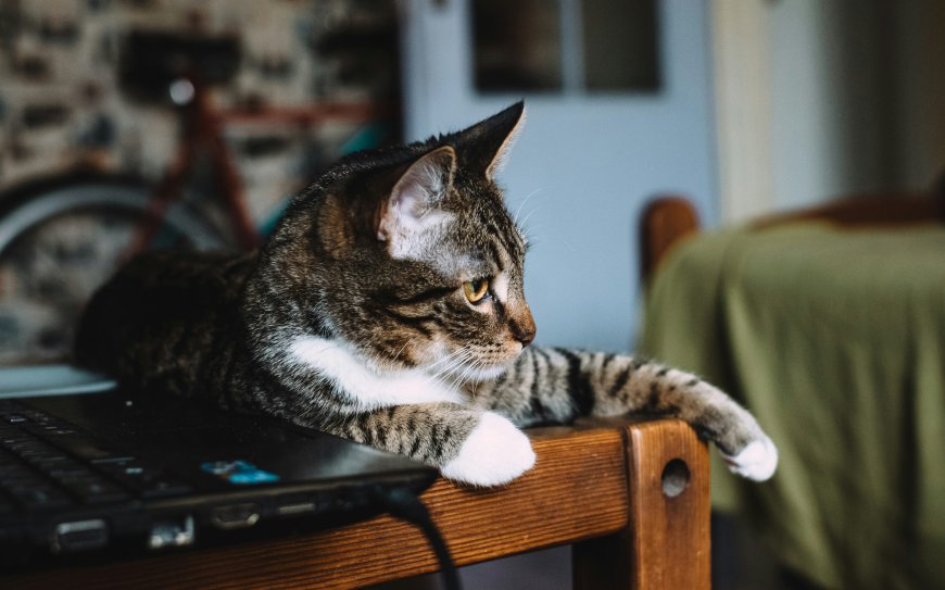 虎斑猫趴卧笔记本电脑旁木椅暖棕萌宠电脑壁纸
