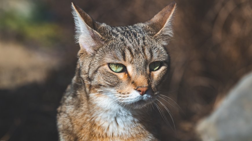 虎斑猫绿眼凝视棕灰野生动物电脑壁纸