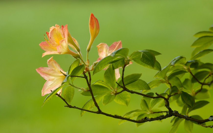 杜鹃花枝绽放粉黄渐变绿叶衬托花卉植物电脑壁纸