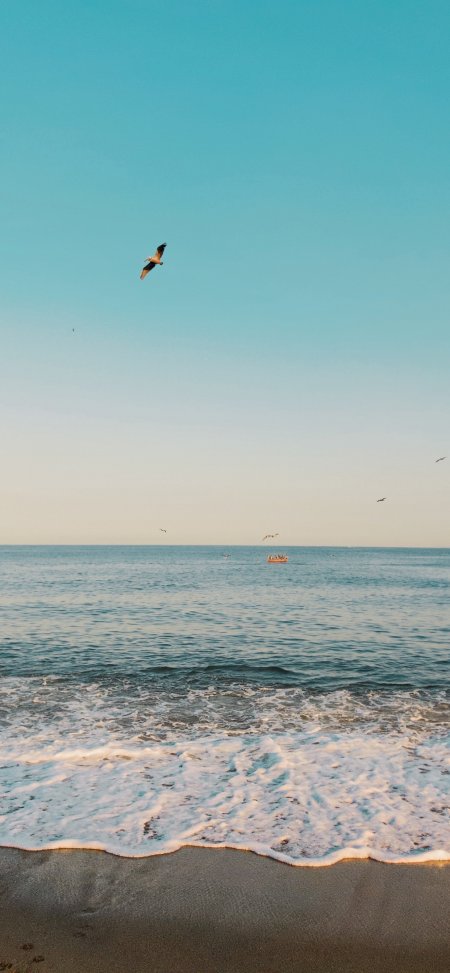 海鸥翱翔碧空浪花轻拍沙滩蓝白渐变自然风景手机壁纸
