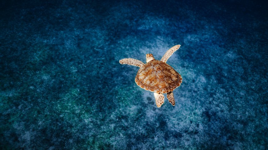 海龟深海游弋蓝绿自然风景电脑壁纸