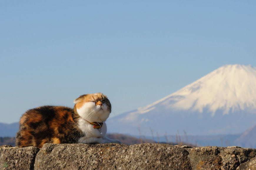 三花猫闭眼晒太阳富士山背景蓝白自然风景电脑壁纸
