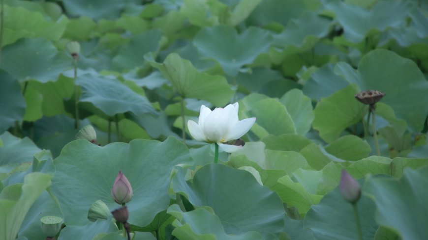 白莲绽放碧叶环绕青绿花卉植物电脑壁纸