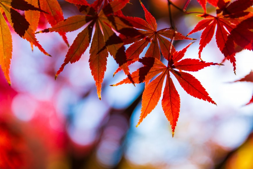 红枫叶脉清晰透光秋色暖红花卉植物电脑壁纸