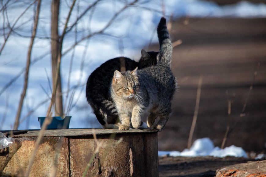 两只猫咪雪地木桶上行走灰褐自然风景电脑壁纸