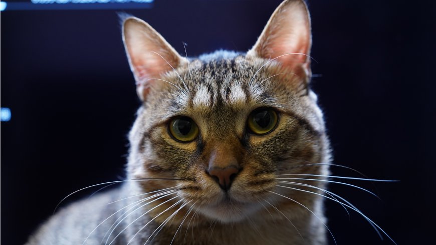 虎斑猫凝视镜头黄绿瞳孔深蓝背景动物萌宠电脑壁纸