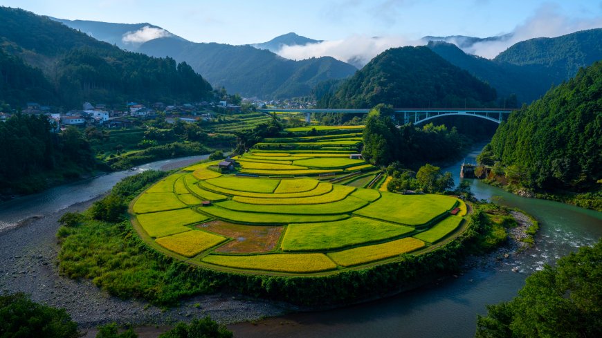 梯田环绕河流青山云雾缭绕绿金自然风景电脑壁纸