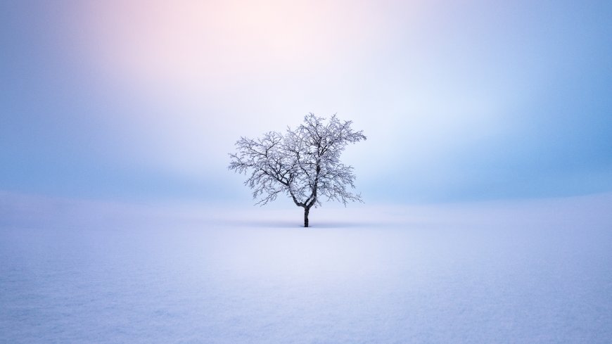 孤树雪原静立蓝白渐变风景电脑壁纸