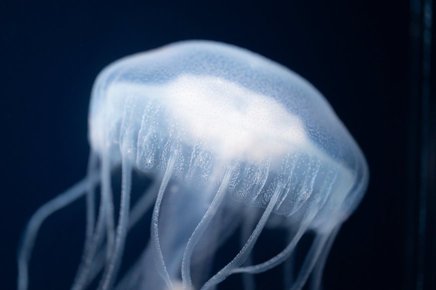 水母通体透亮触须飘逸蓝白海洋生物创意电脑壁纸