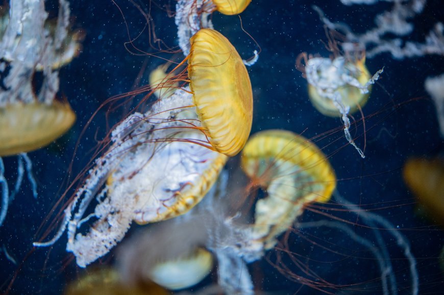 水母群游深海金黄透明蓝黑野生动物电脑壁纸