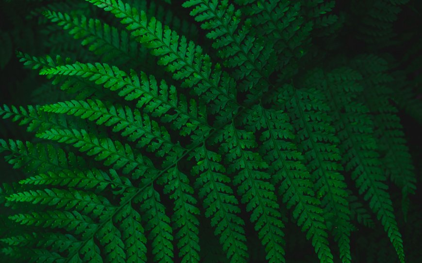 蕨类植物叶片特写深绿自然风景电脑壁纸