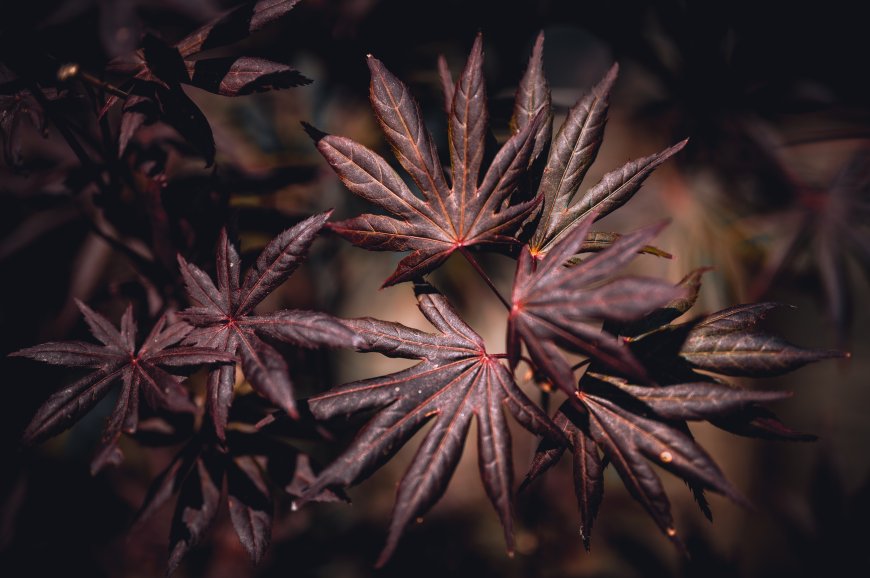 深红枫叶脉络清晰暗紫花卉植物电脑壁纸