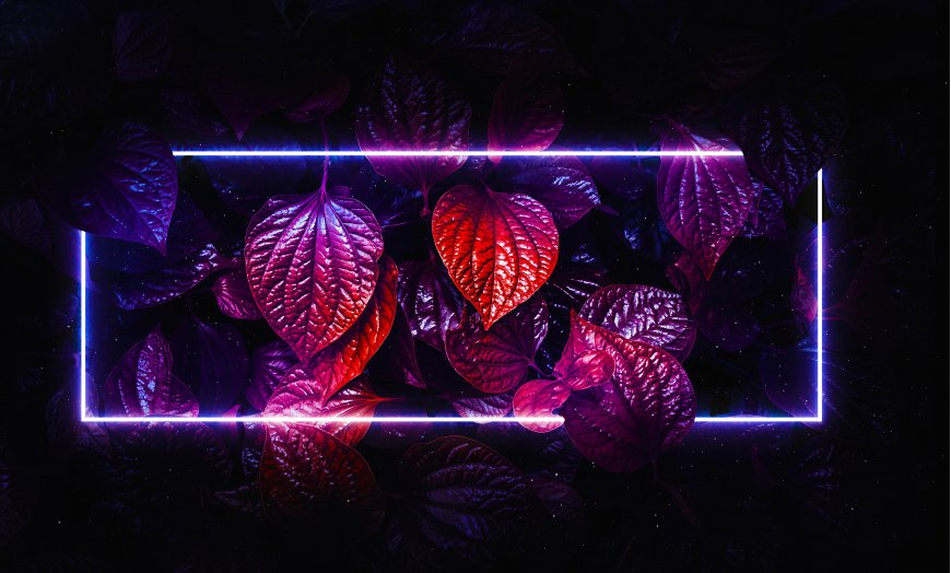 霓虹光框紫红叶片暗黑花卉植物电脑壁纸