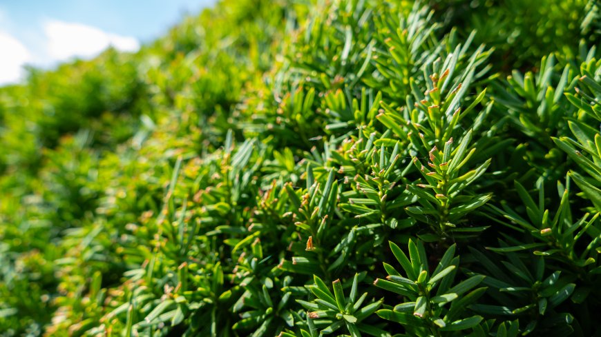 翠绿针叶植物特写阳光清新花卉植物电脑壁纸